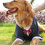 Golden Retriever Husky Labrador Clothes