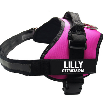 Pet Chest Harness | Dog Leash