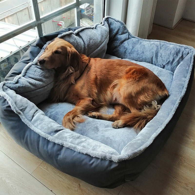 Golden retriever dog sofa