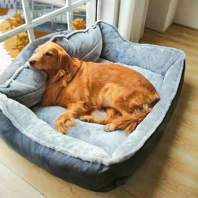 Golden retriever dog sofa