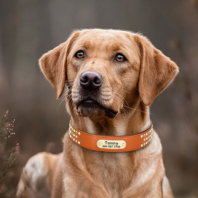 Custom Lettering Dog Collar