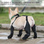 Waterproof and Adjustable Dog Boots