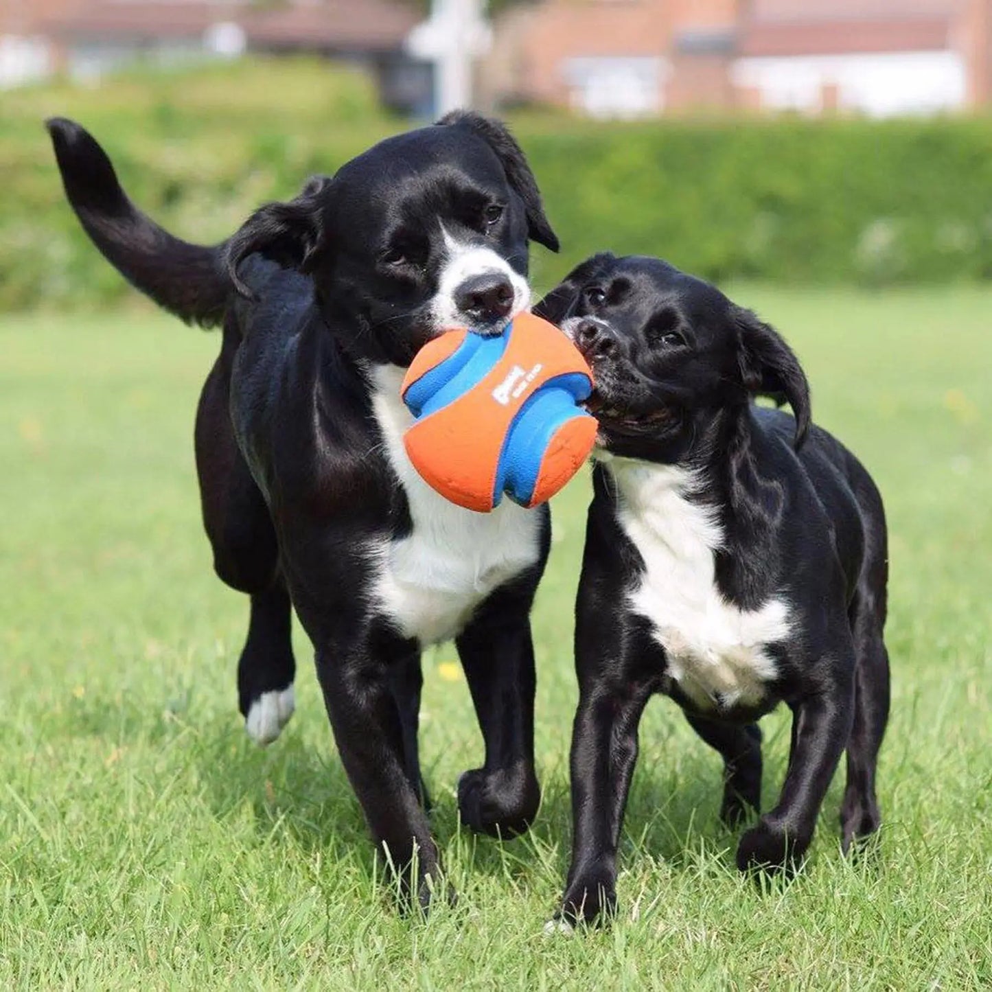 Kick Fetch Ball Pet Toys Dog Course Toy