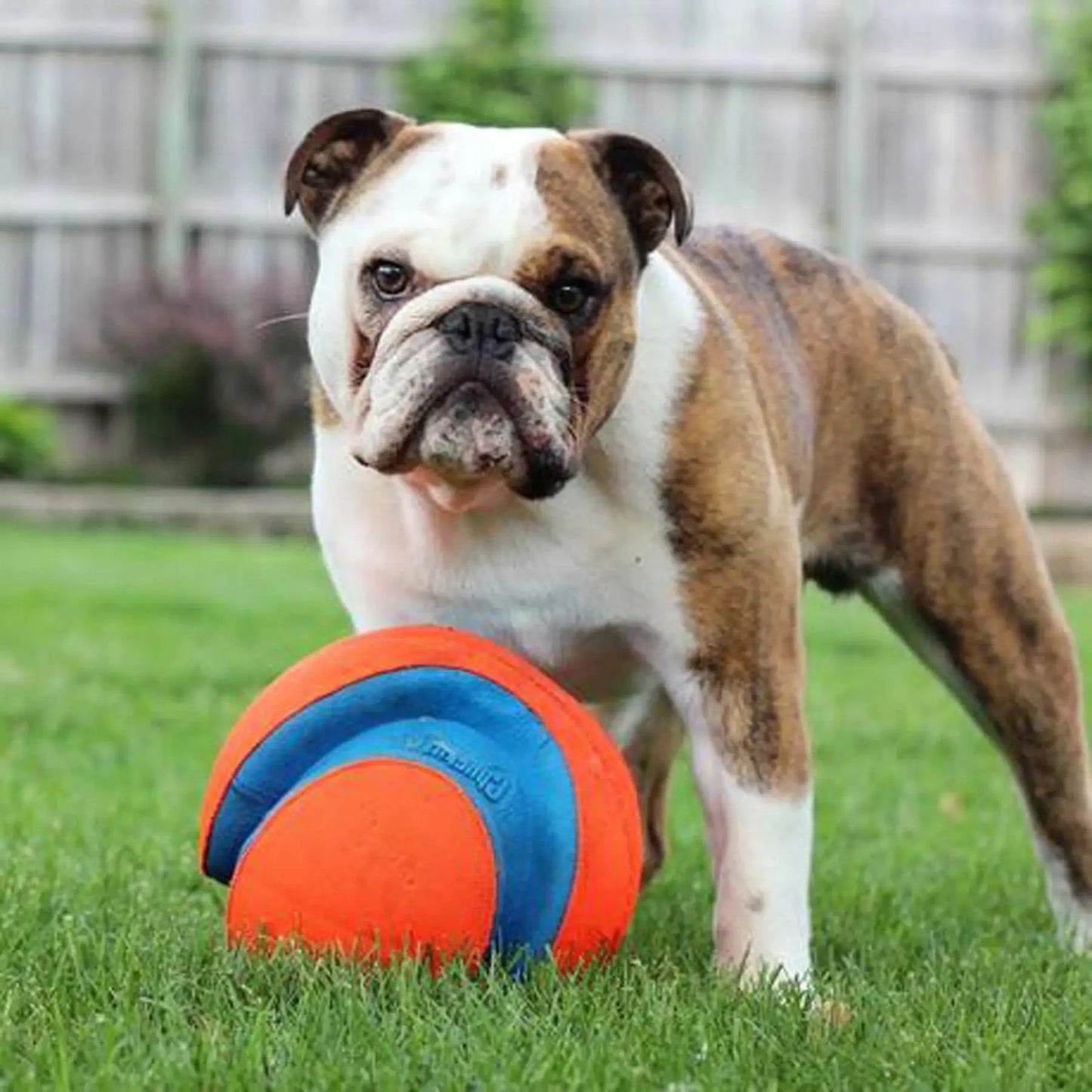 Kick Fetch Ball Pet Toys Dog Course Toy