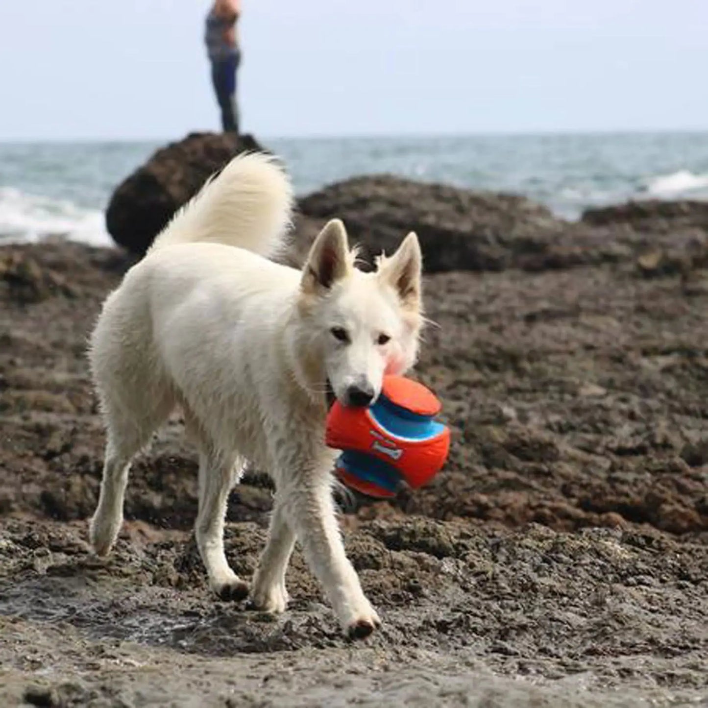 Kick Fetch Ball Pet Toys Dog Course Toy