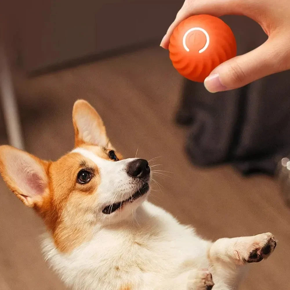 Automatic Moving Bouncing Rolling Ball for Dog