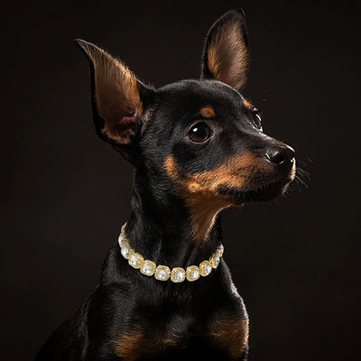 Bling Diamond Dog Chain Collar For Chihuahua