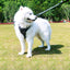 Golden Retriever Walking Rope