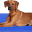 Dog Cooling Mat Non-Toxic Self Cool Gel Mat