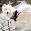 Pet Chest Harness | Dog Leash