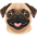 Pug